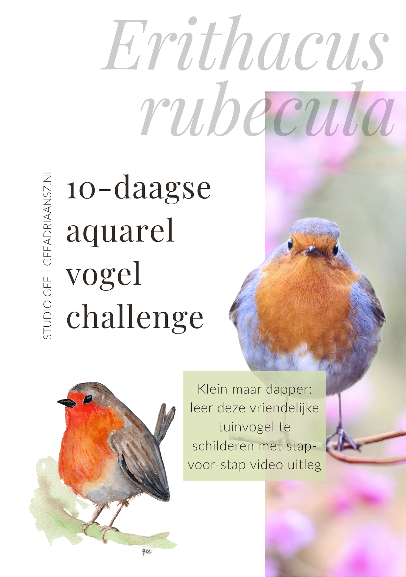 2 Roodborst