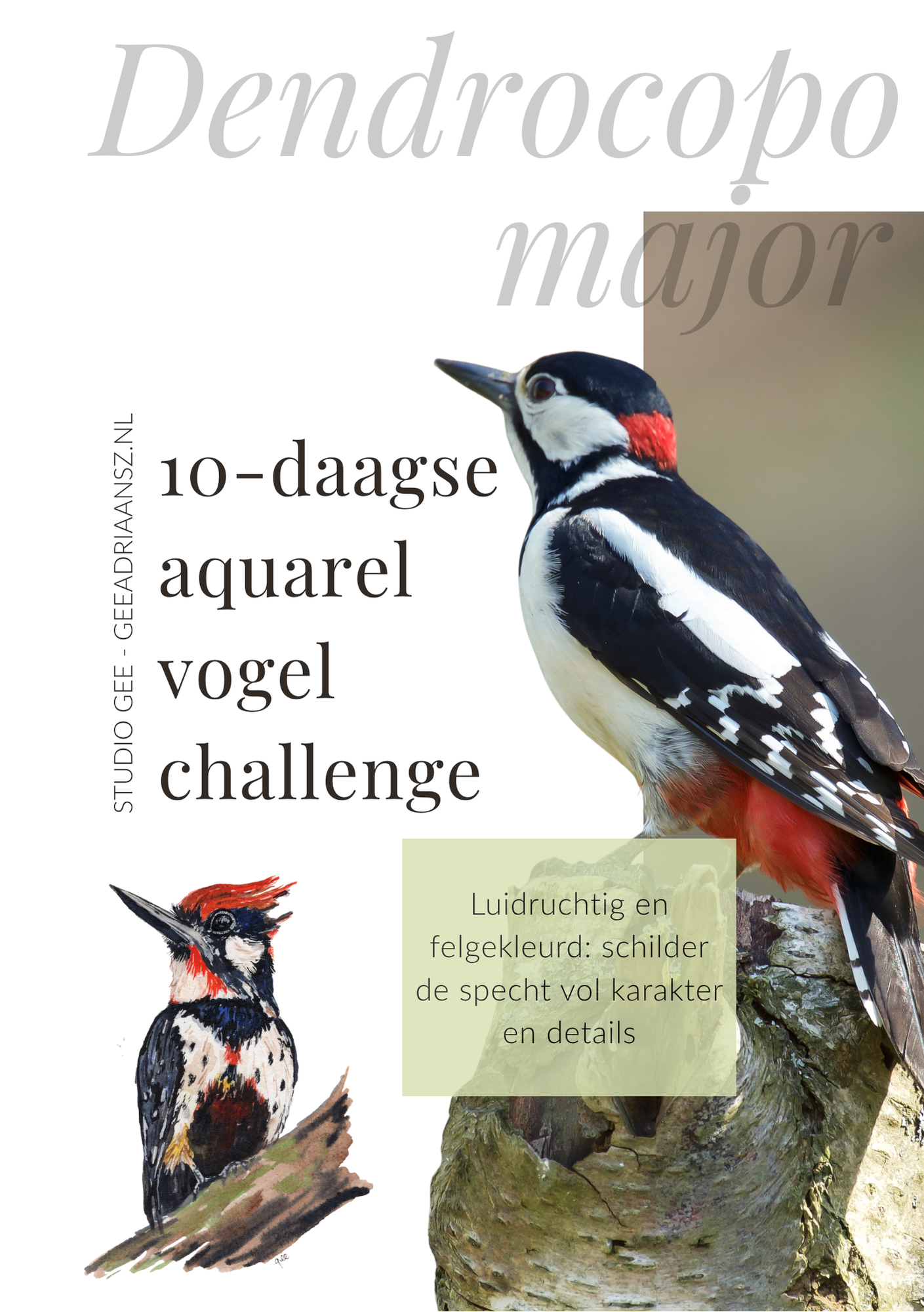 3 Specht