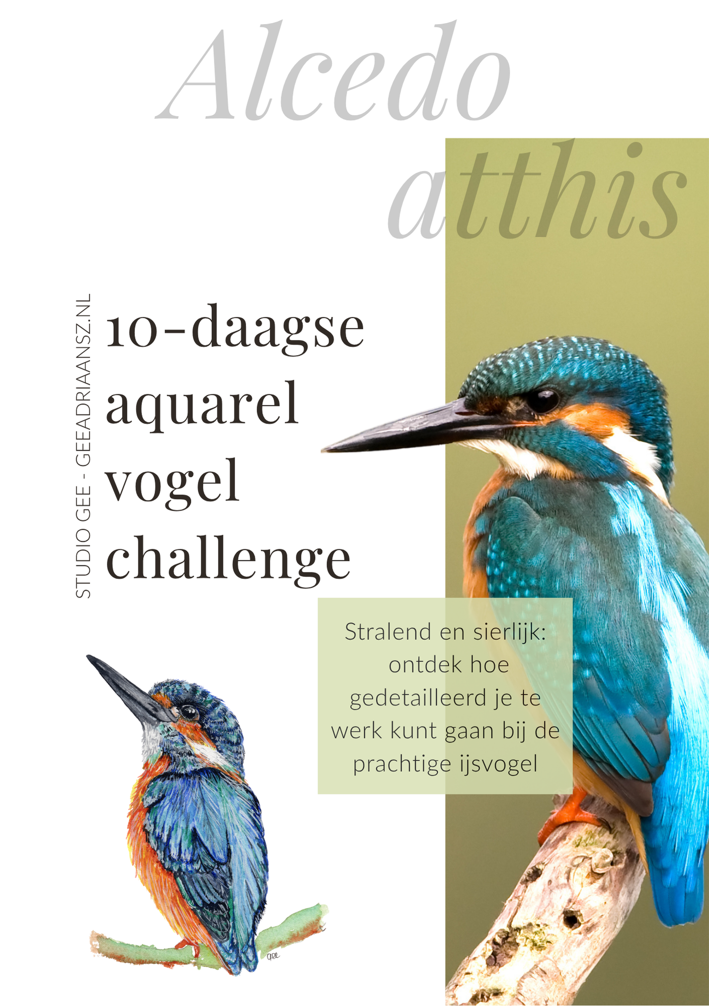 4 IJsvogel