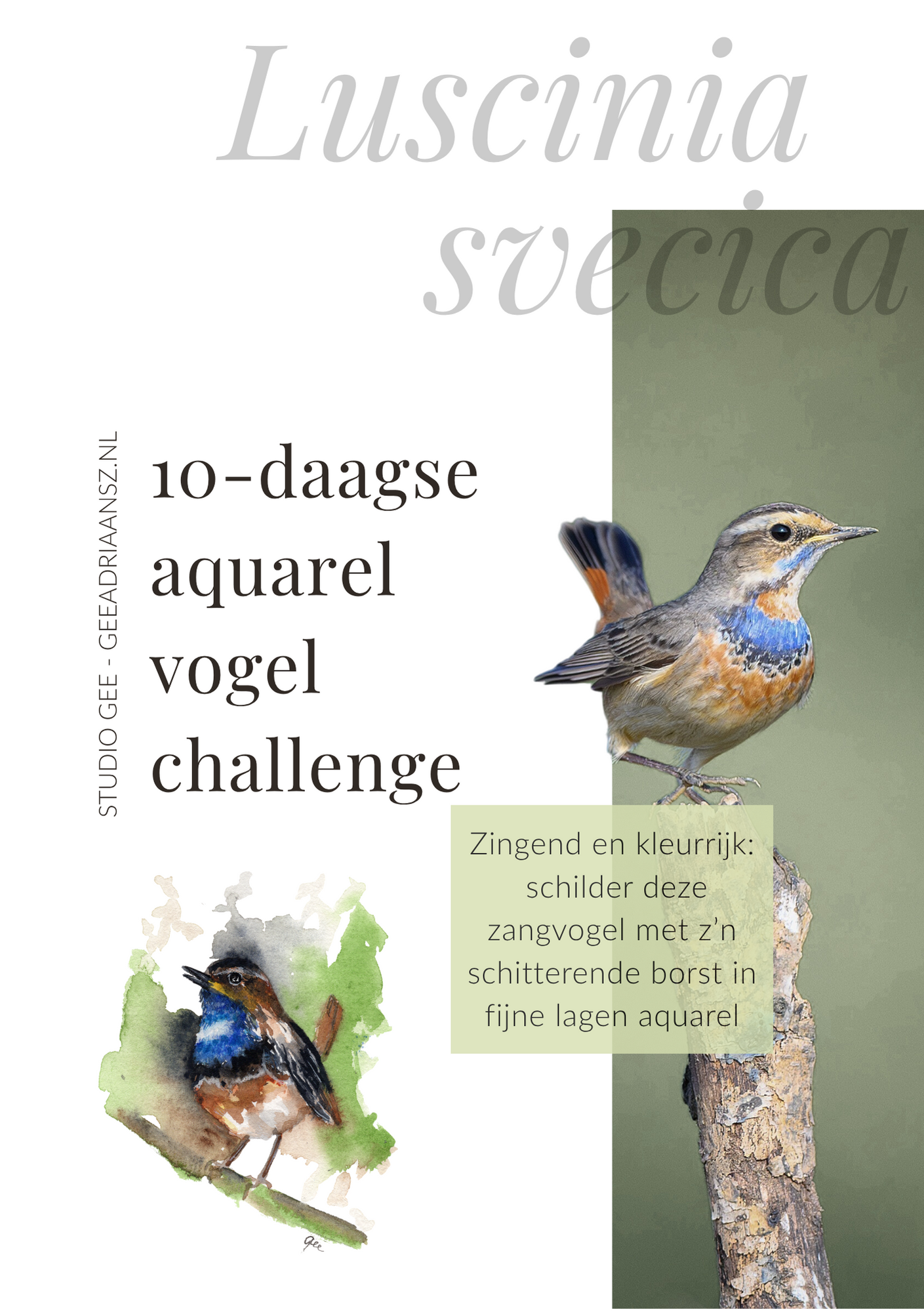 5 Blauwborst