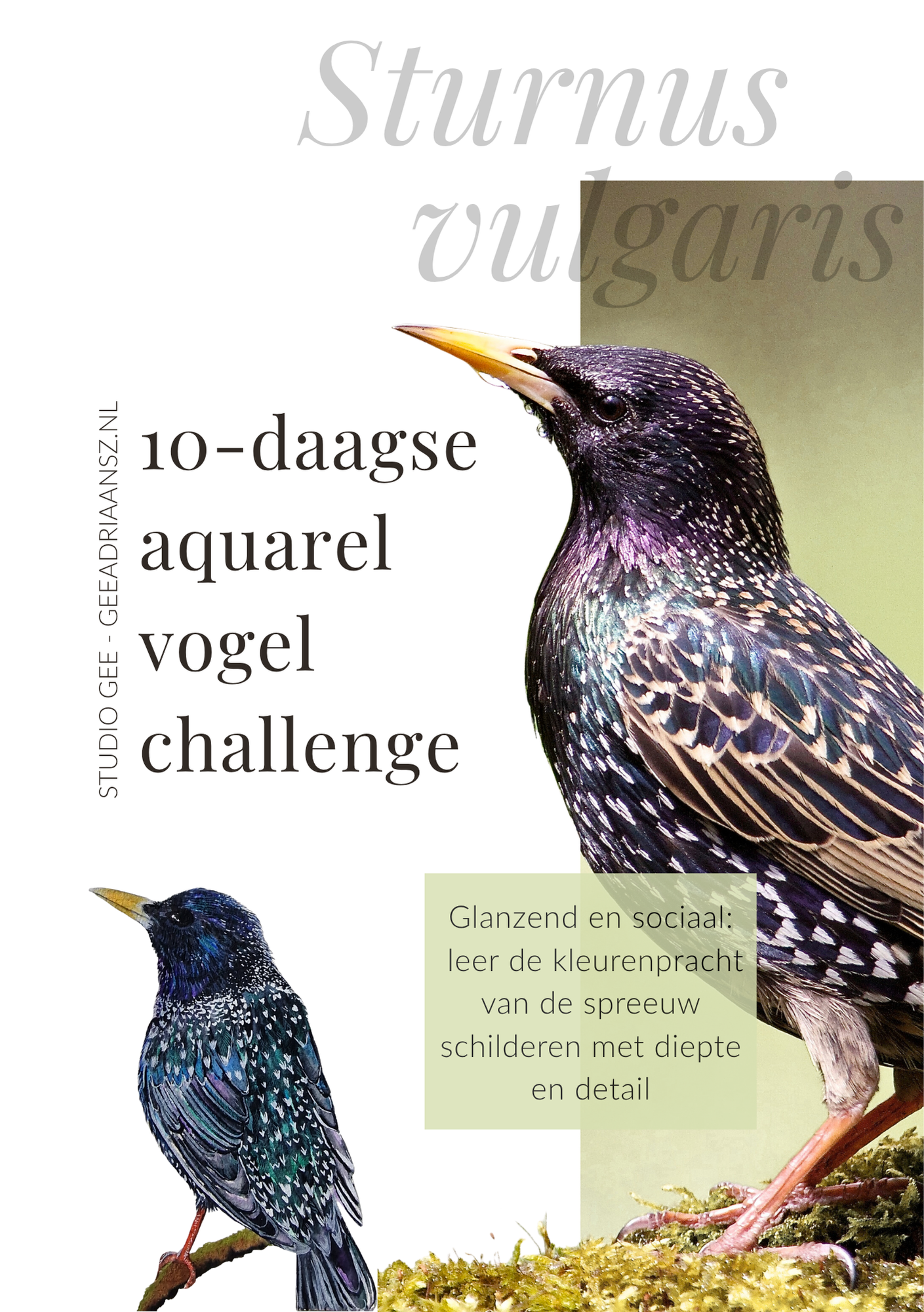 6 Spreeuw