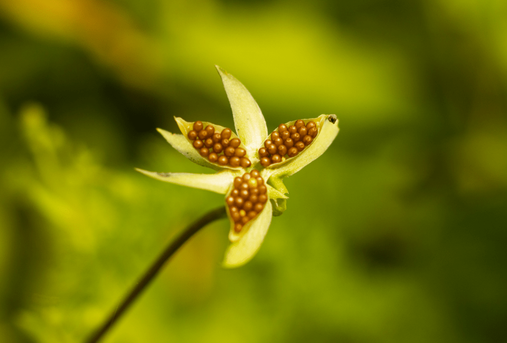 Zaden-driekleurig-viooltje-foto-4